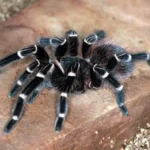 Acanthoscurria brocklehursti