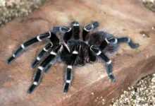 Acanthoscurria brocklehursti