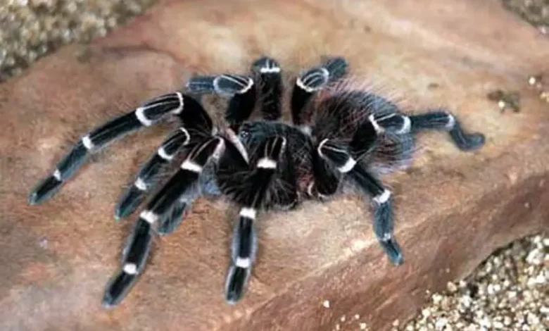 Acanthoscurria brocklehursti