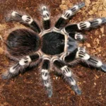 Acanthoscurria geniculata