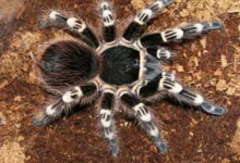 Acanthoscurria geniculata