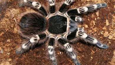 Acanthoscurria geniculata