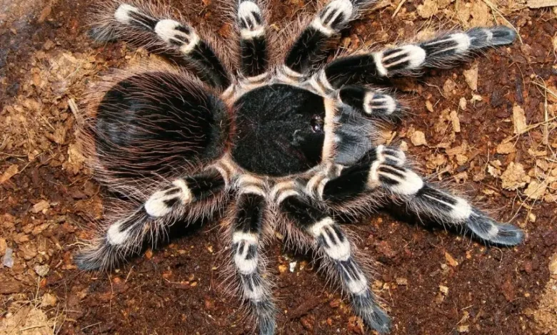 Acanthoscurria geniculata