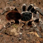 Acanthoscurria juruenicola