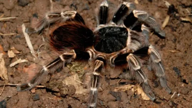 Acanthoscurria juruenicola