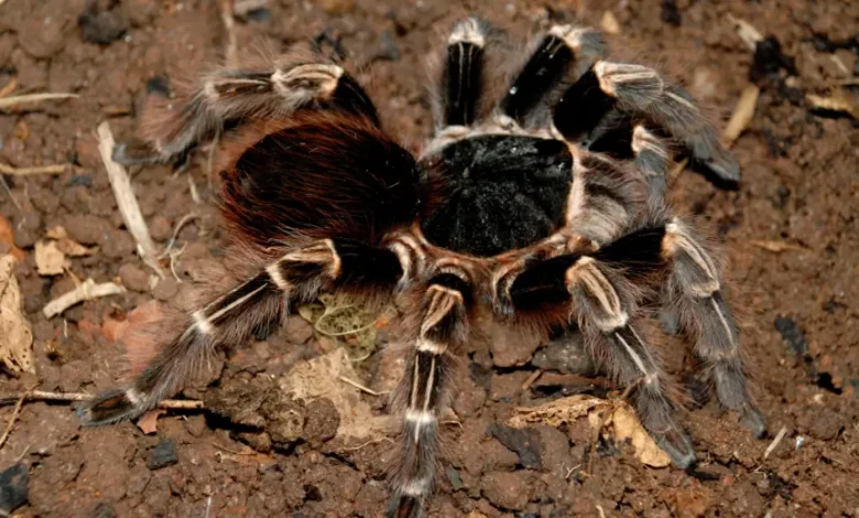 Acanthoscurria juruenicola