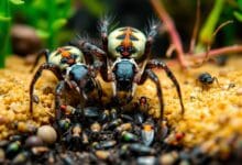 Alimentación de Crías de tarántulas