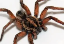 Anatomía de una Tarántula