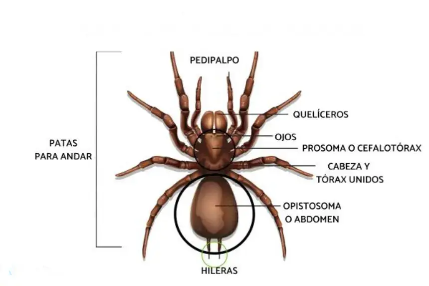 Descripción detallada de las partes externas del cuerpo de una tarántula