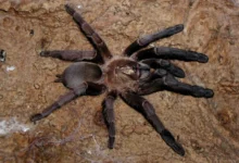 Annandaliella travancorica