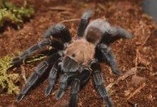 Aphonopelma anax