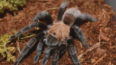 Aphonopelma anax