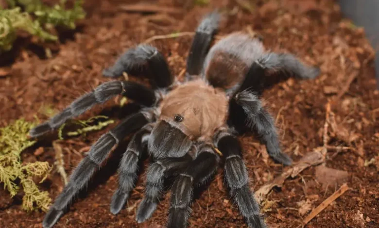 Aphonopelma anax