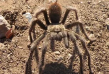 Aphonopelma atomicum