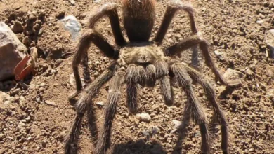 Aphonopelma atomicum