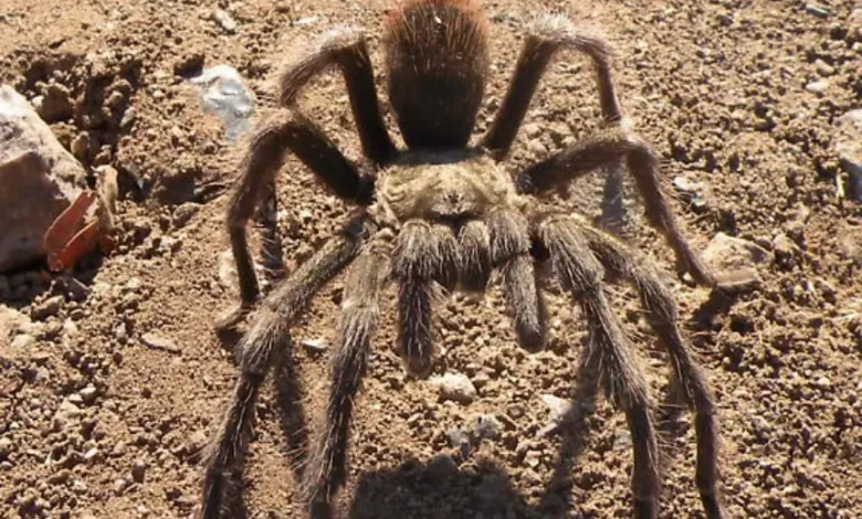 Aphonopelma atomicum