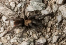 Aphonopelma bacadehuachi