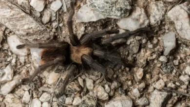 Aphonopelma bacadehuachi