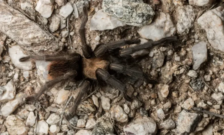 Aphonopelma bacadehuachi