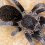 Aphonopelma belindae