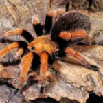 Aphonopelma bicoloratum