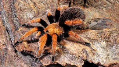 Aphonopelma bicoloratum