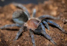 Aphonopelma burica