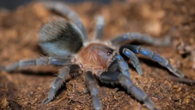 Aphonopelma burica