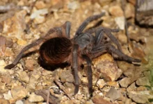 Aphonopelma caniceps