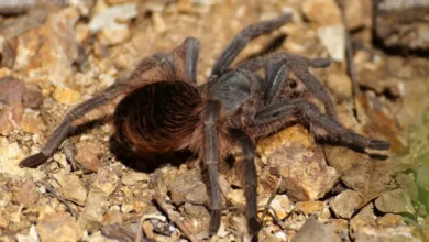 Aphonopelma caniceps