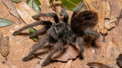 Aphonopelma catalina