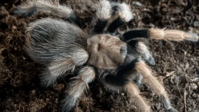 Aphonopelma chalcodes