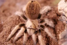 Aphonopelma chalcodes