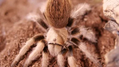 Aphonopelma chalcodes