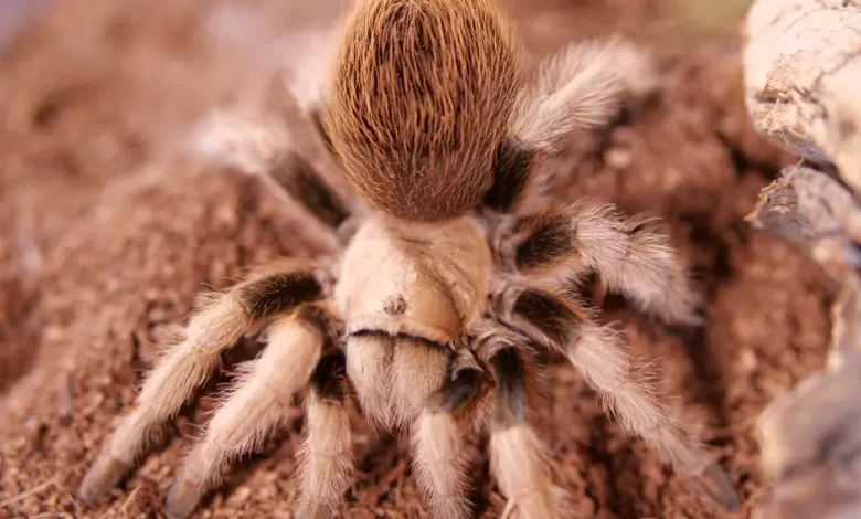 Aphonopelma chalcodes