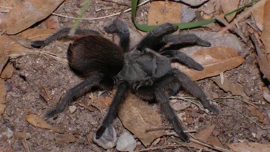 Aphonopelma chiricahua