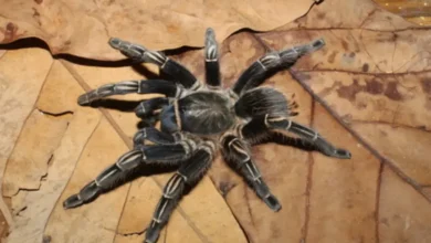 Aphonopelma cookei