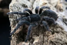 Aphonopelma crinirufum