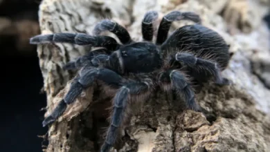 Aphonopelma crinirufum