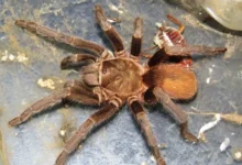 Aphonopelma crinirufum