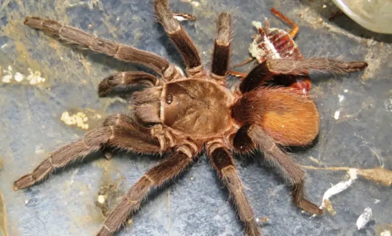 Aphonopelma crinirufum