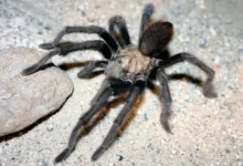 Aphonopelma eustathes