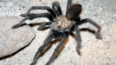 Aphonopelma eustathes