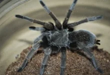 Aphonopelma eutylenum
