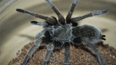 Aphonopelma eutylenum