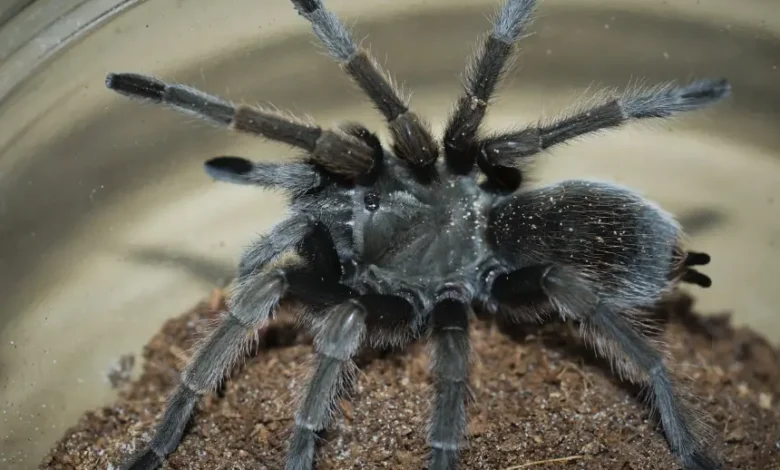 Aphonopelma eutylenum