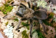 Aphonopelma gabeli
