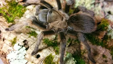 Aphonopelma gabeli