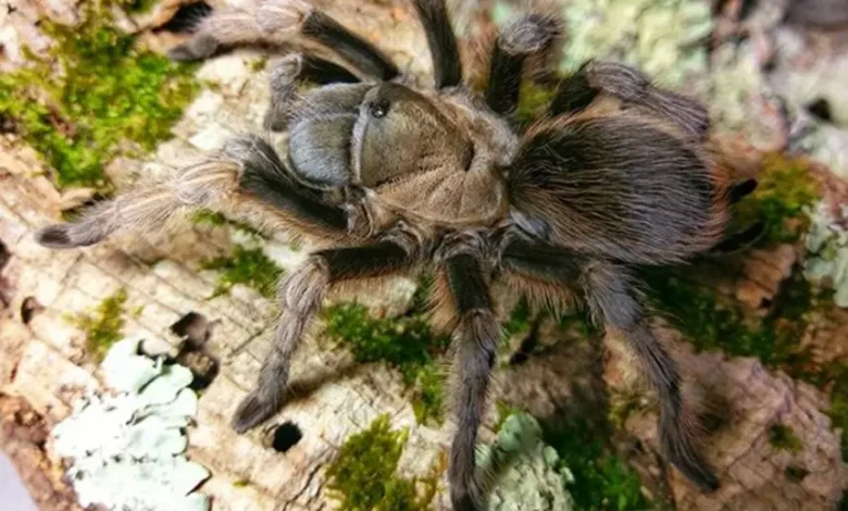 Aphonopelma gabeli