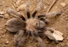 Aphonopelma geotoma